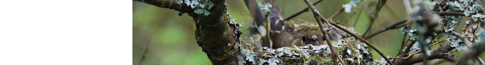 soek-pa-webbplatsen